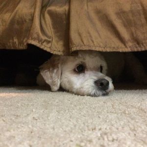 Meet your Posher, Paige